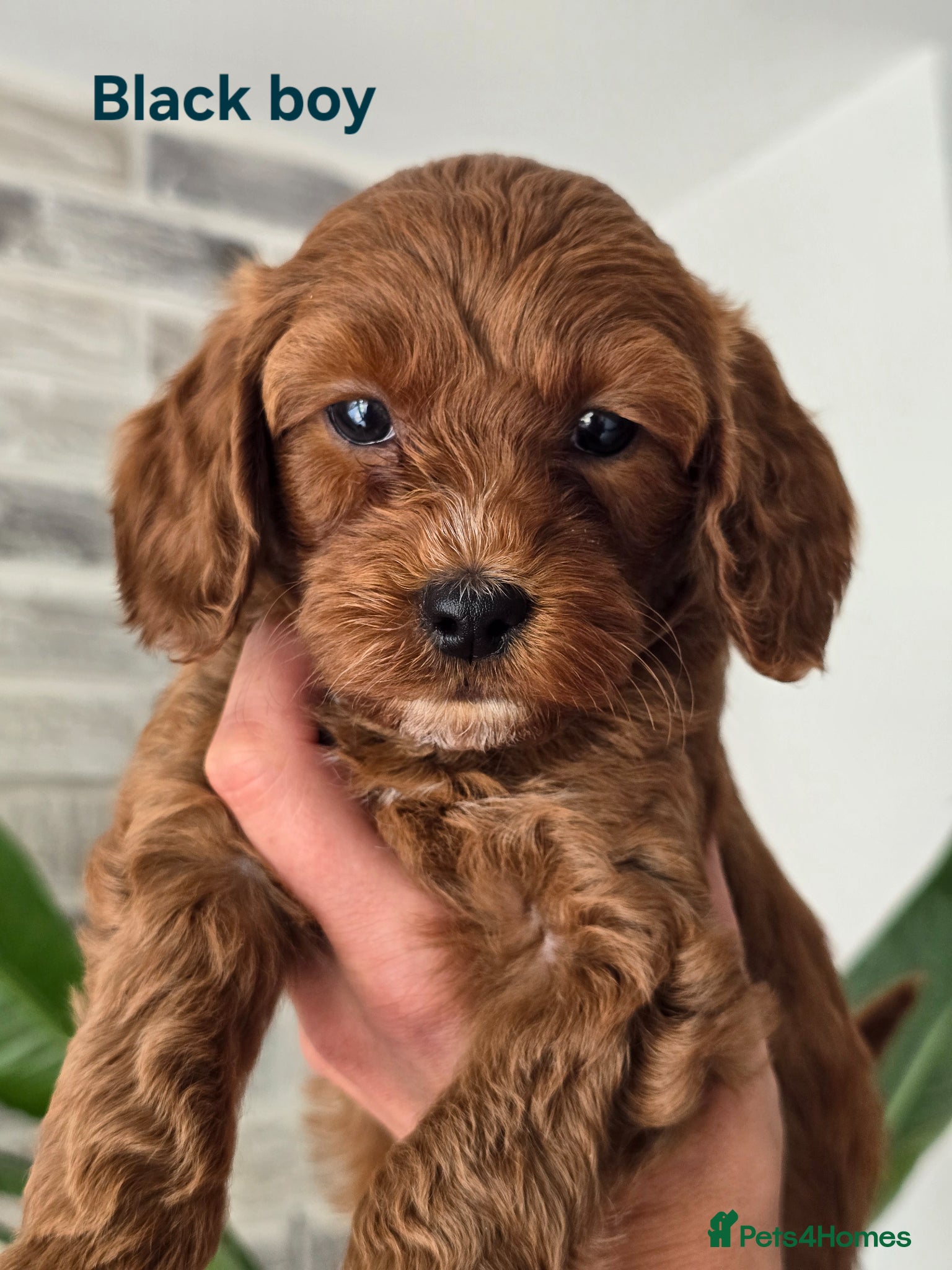 Cavapoo dogs 💥Cavapoo F1b💥 DNA tested  - Advert 2