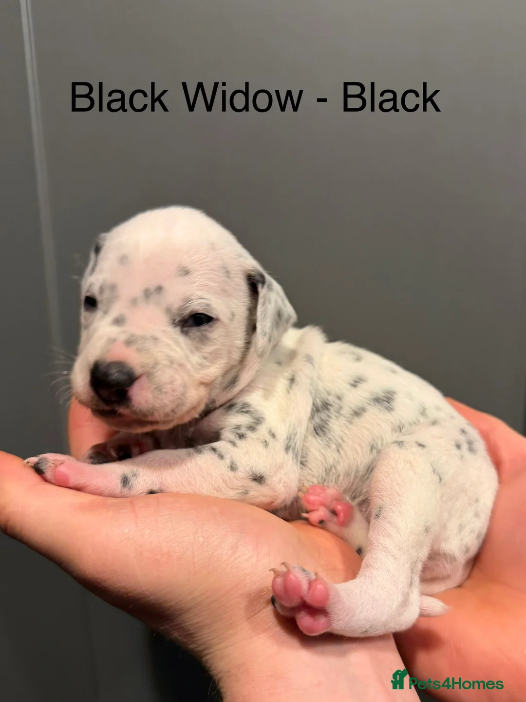 Dalmatian dogs for sale: 4 Girls, 1 Boy KC Dalmatians - ready to leave!  - Advert 32