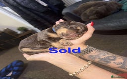 Cocker Spaniel dogs for sale: Working cocker spaniels - Image 20