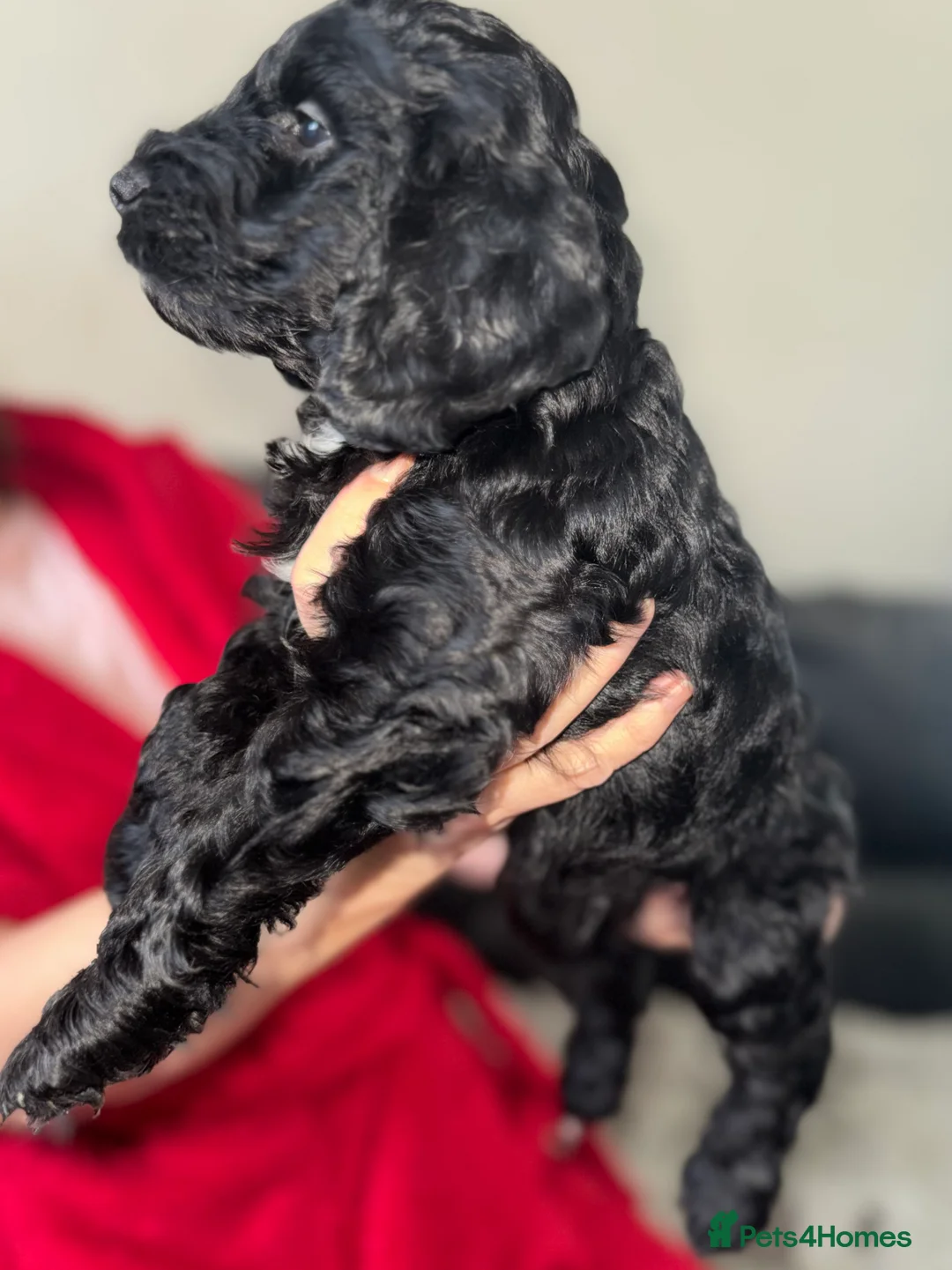Cockapoo dogs for sale: Beautiful cockerpoo pups  - Advert 2