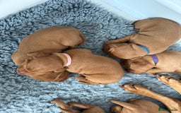 Hungarian Vizsla dogs for sale: KC regarding Hungarian Vizsla puppies - Image 11