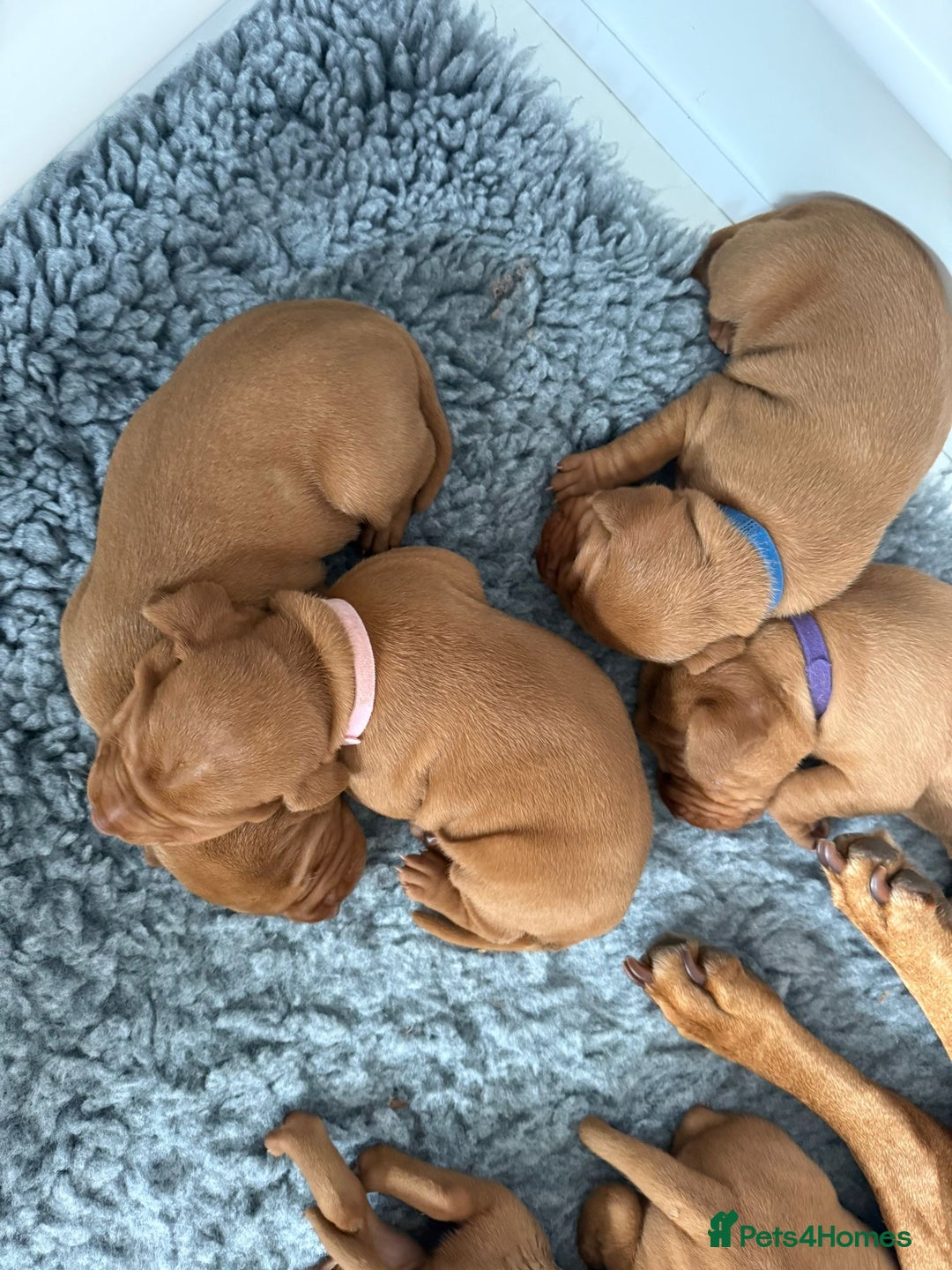 Hungarian Vizsla dogs for sale: KC regarding Hungarian Vizsla puppies - Image 11