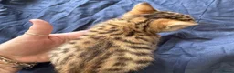 Bengal cats for sale: Really stunning bengal litter  - Advert 13
