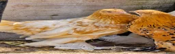 Chickens poultry for sale: Sablepoot Pullets - Advert 8