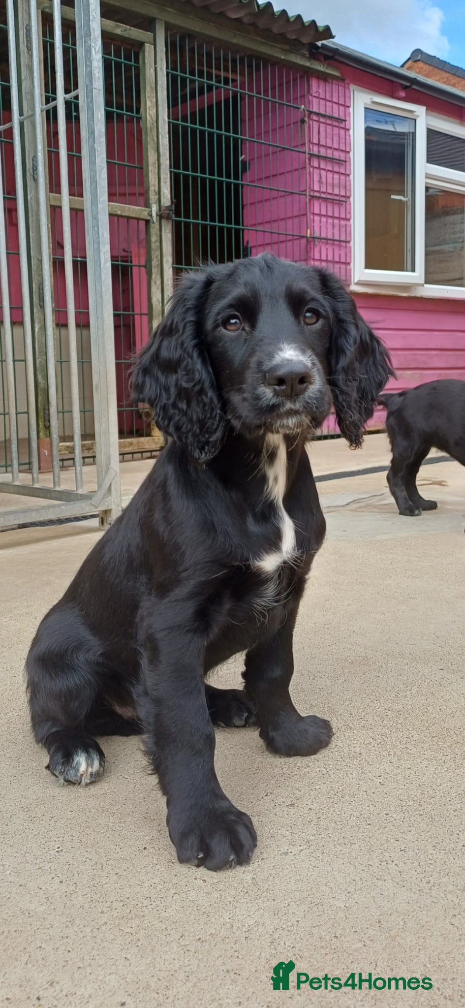Cocker Spaniel dogs 1 FEMALE  AND 1 MALE  AVAILABLE  COCKER PUPS  - Advert 7