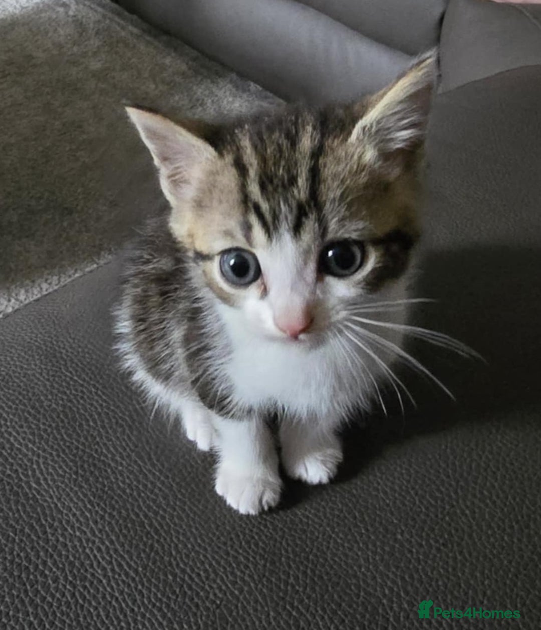 Mixed Breed cats for sale: Norwegian forest x kittens  - Image 12