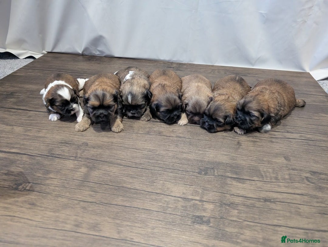 Shih Tzu dogs for sale: ⭐Gorgeous Shih Tzu puppies⭐ - Advert 10