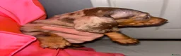 Dachshund dogs for sale: 🩷🩷🩷 DACHSHUNDS GIRLS 🩷🩷🩷 - Advert 5