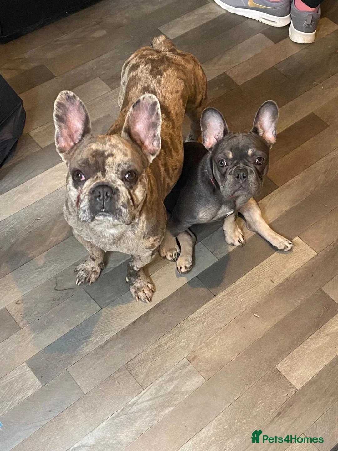French Bulldog dogs for stud: French bulldog stud in Southend-on-Sea - Advert 2