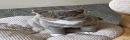 British Shorthair cats for sale: Blue and white and blue sisters - Advert 4