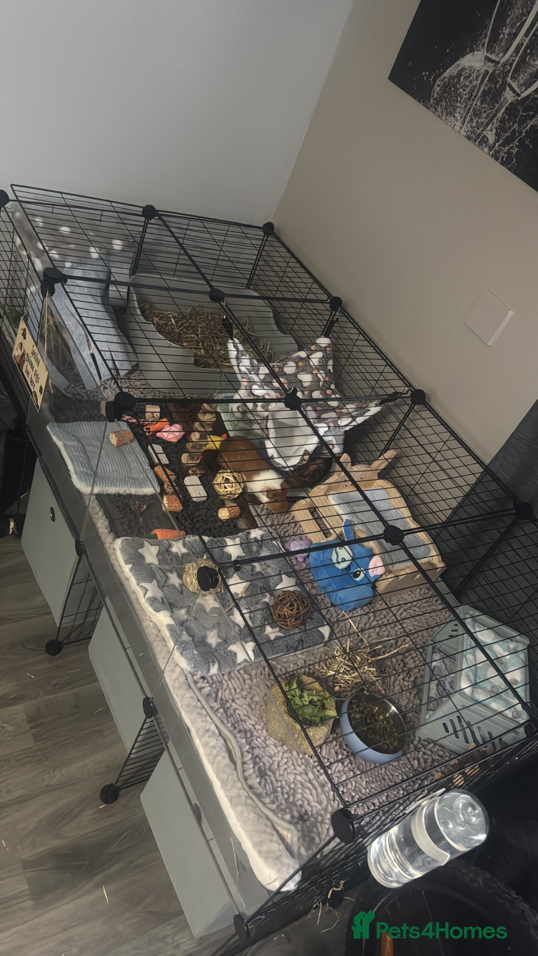 Guinea Pig rodents for sale: Guinepigs two Brothers  - Image 1