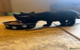 Mixed Breed cats for sale: Kittens ready to leave  - Image 10