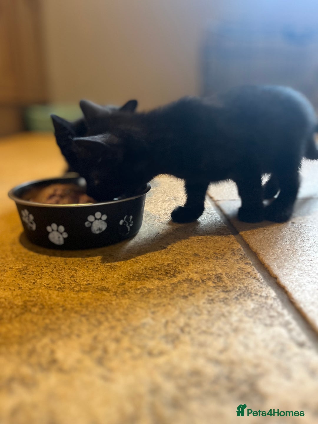 Mixed Breed cats for sale: Kittens ready to leave  - Image 10