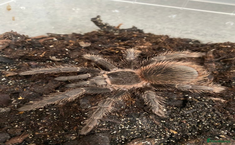 Tarantulas invertebrates in Southampton - Advert 14