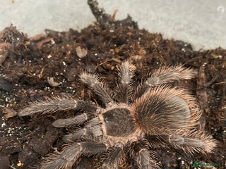 Tarantulas invertebrates in Southampton - Advert 6