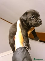 Staffordshire Bull Terrier dogs - Advert 11