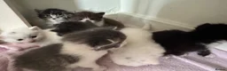 Mixed Breed cats for sale: Beautiful kittens for sale  - Advert 5