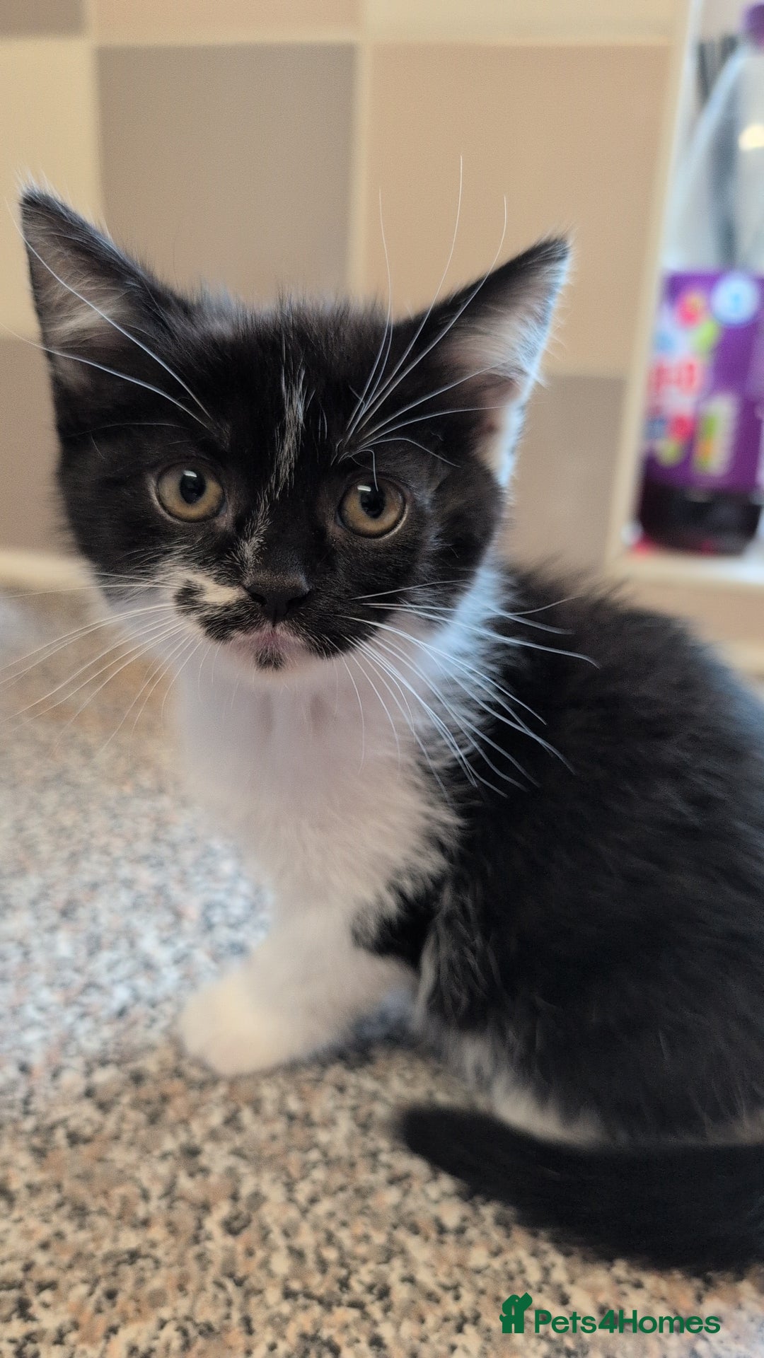 Mixed Breed cats for sale: Male kittens - Image 2