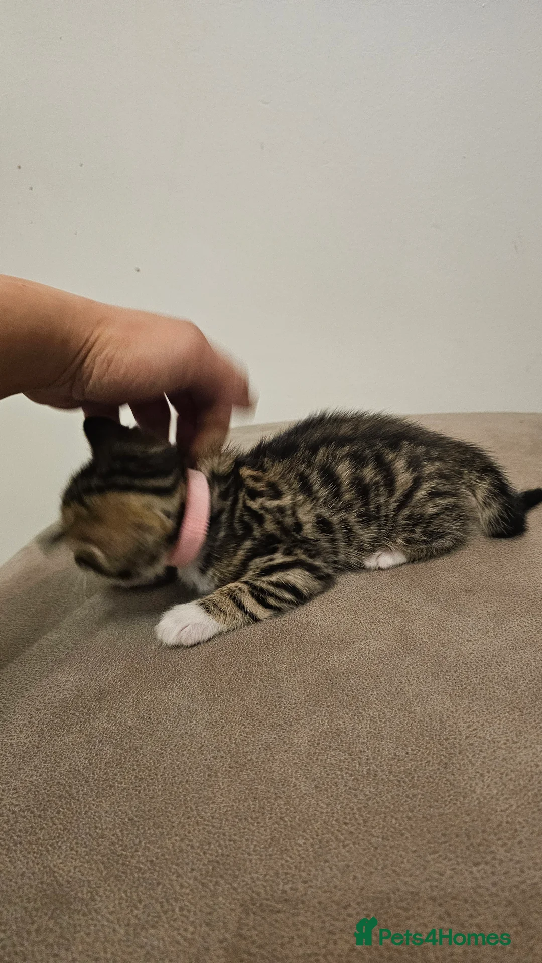 Bengal cats for sale: Bengal kittens - Advert 8