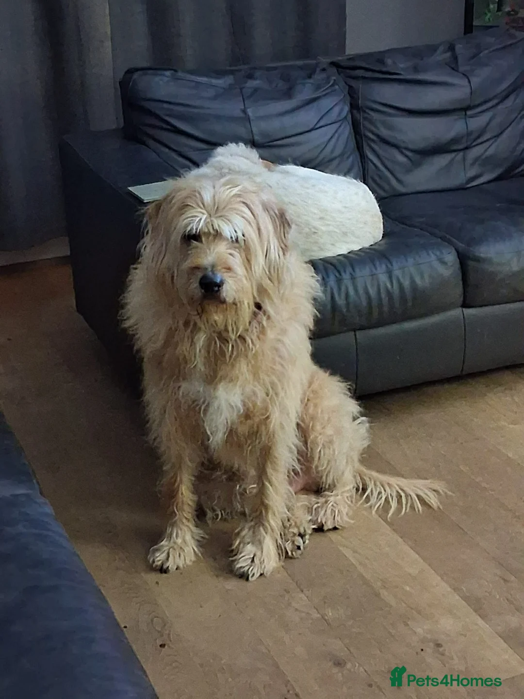 Mixed Breed dogs for adoption: Odi - Griffon cross looking for his forever home in Burton-on-Trent - Advert 9
