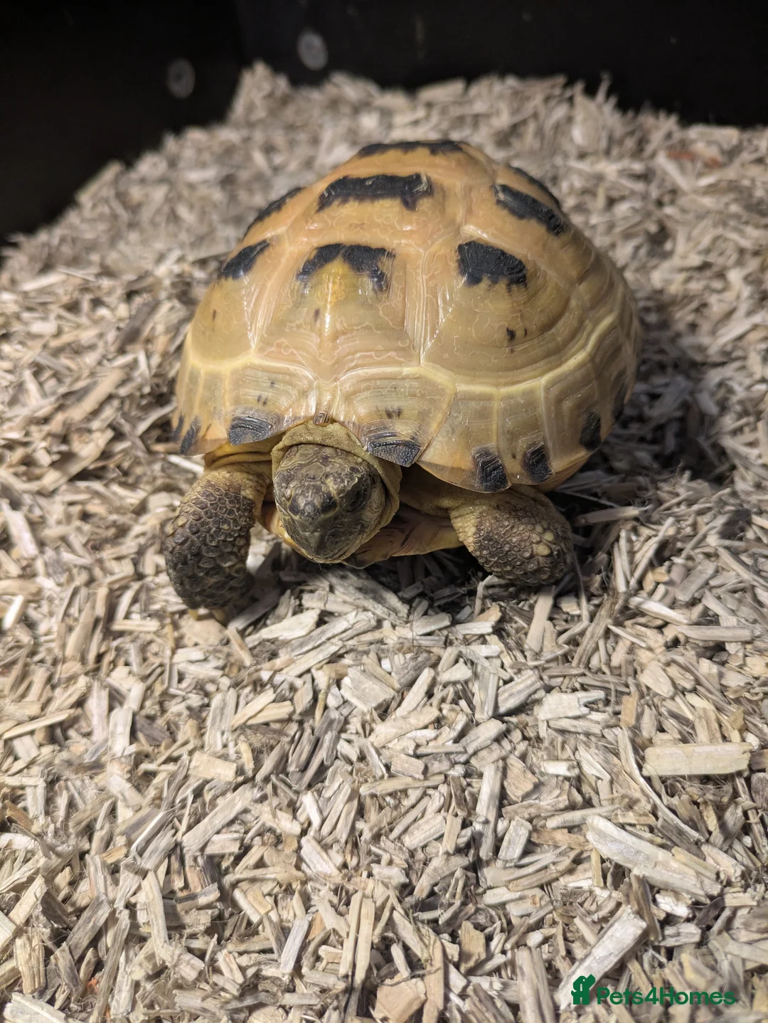 Tortoise reptiles for sale: Horsfield Tortoise (3years old) and full set up  - Advert 14