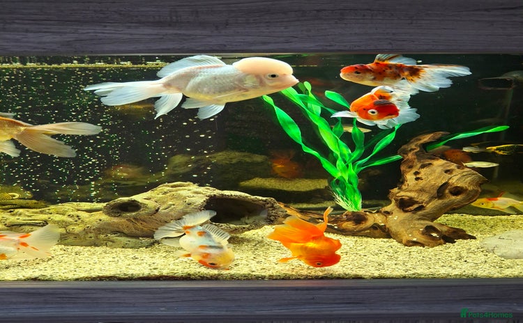 Fancy Goldfish fish - Advert 3
