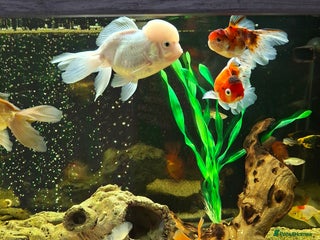Fancy Goldfish fish - Advert 1