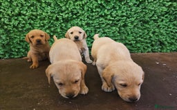 Labrador Retriever dogs for sale: 🐾Beautiful Labrador Pups–Ready for Loving Homes🐾 - Image 7