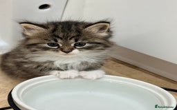 Siberian cats for sale: Pure Siberian kitten  - Image 18