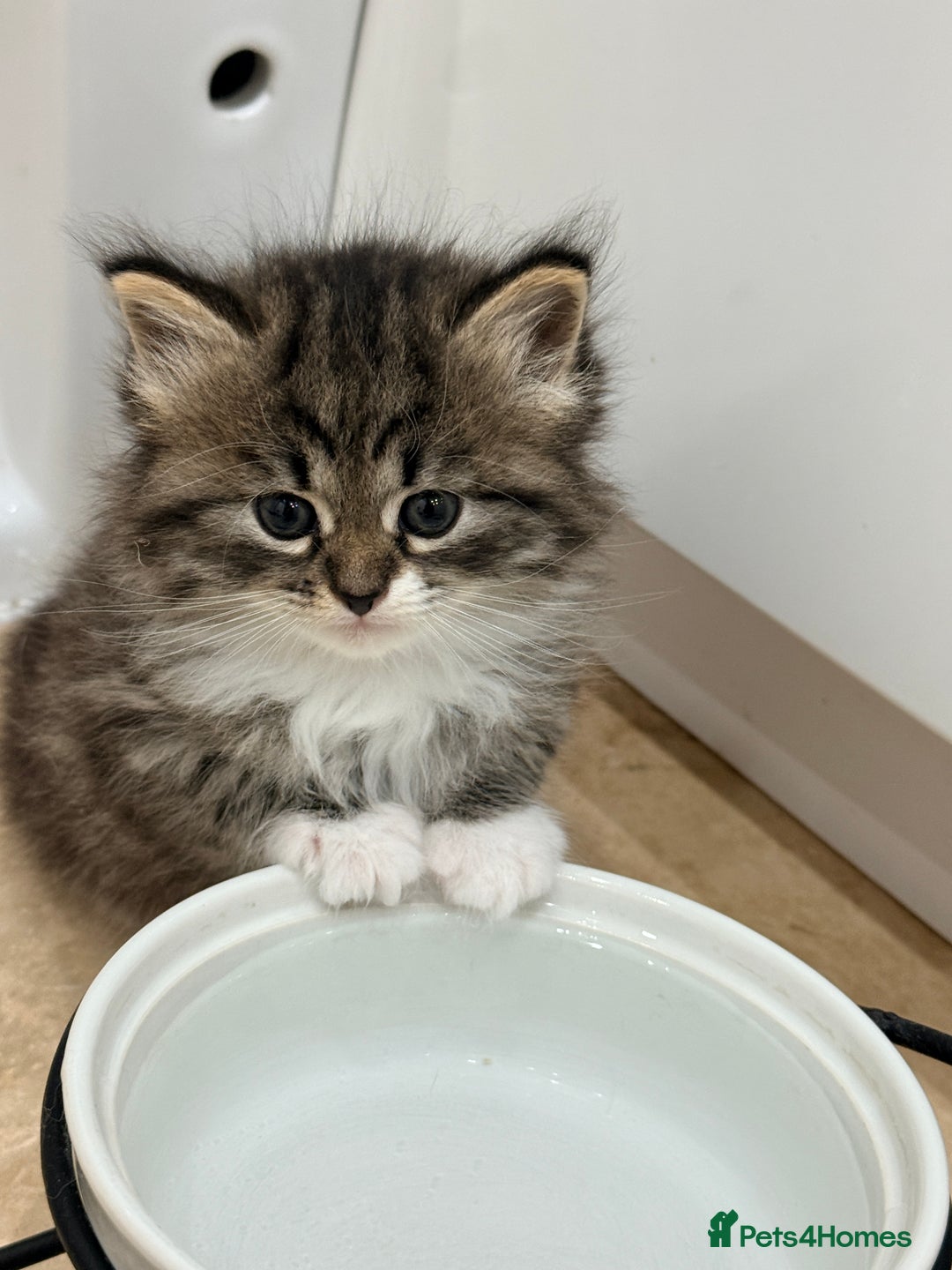 Siberian cats for sale: Pure Siberian kitten  - Image 18
