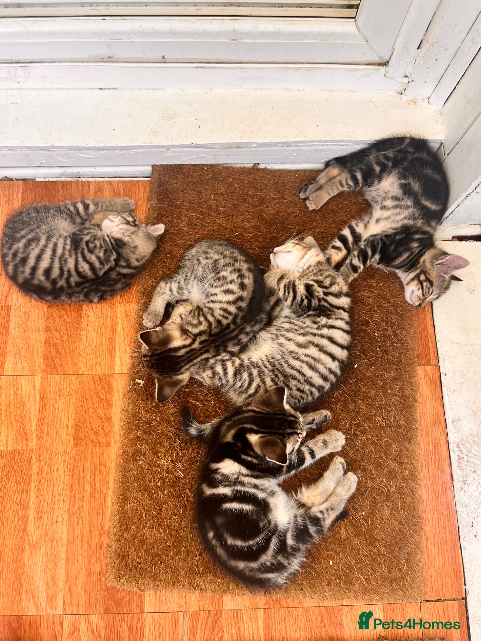 Mixed Breed cats for sale: 5 kittens! Sold individually or together!  in Brighton - Advert 2
