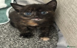 British Shorthair cats for sale: Kittens for sale - Image 6