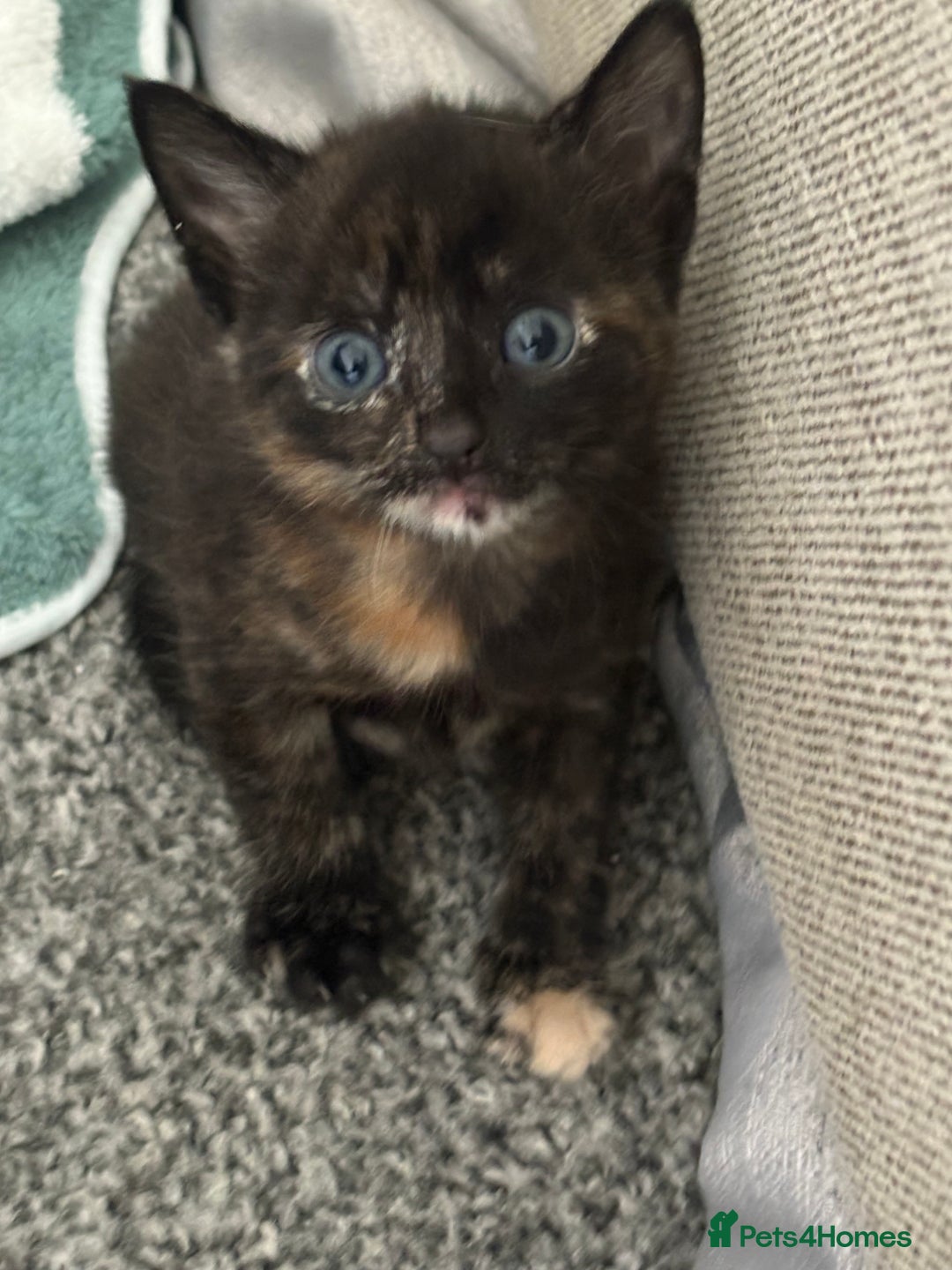 British Shorthair cats for sale: Kittens for sale - Image 6