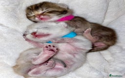 British Shorthair cats for sale: Chunky British shorthair  - Advert 15