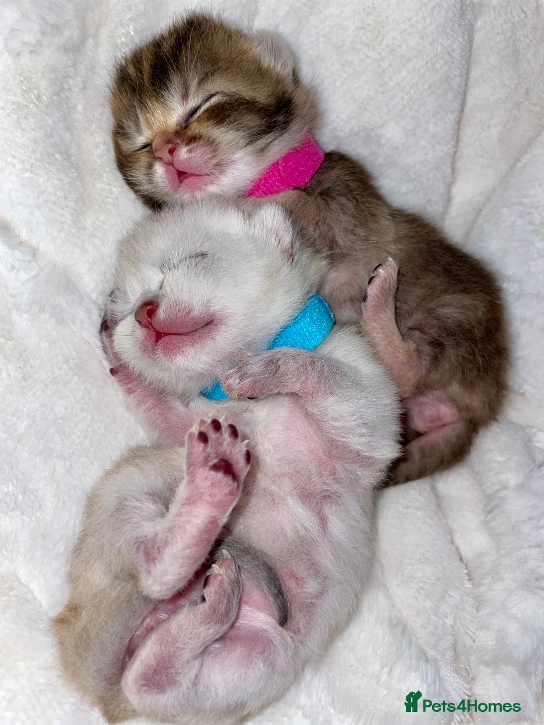 British Shorthair cats for sale: Chunky British shorthair  - Advert 15