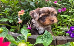 Yorkshire Terrier dogs for sale: Chocolate Yorkies  - Image 14