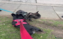 French Bulldog dogs for stud: Amazing black boy for stud - Image 3
