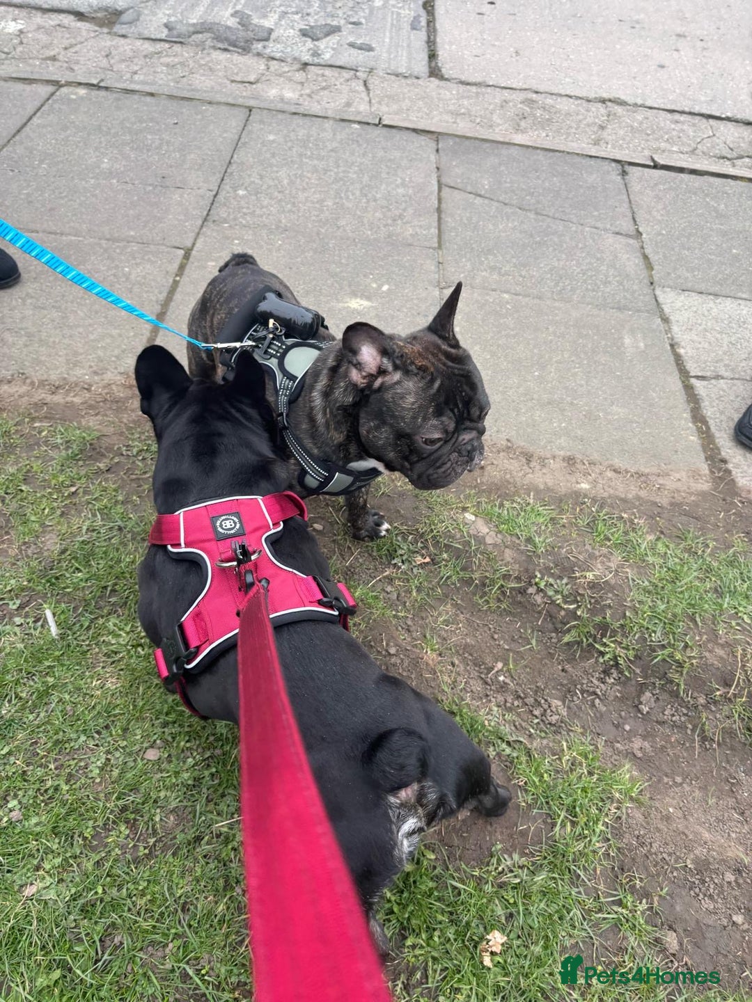 French Bulldog dogs for stud: Amazing black boy for stud - Image 3