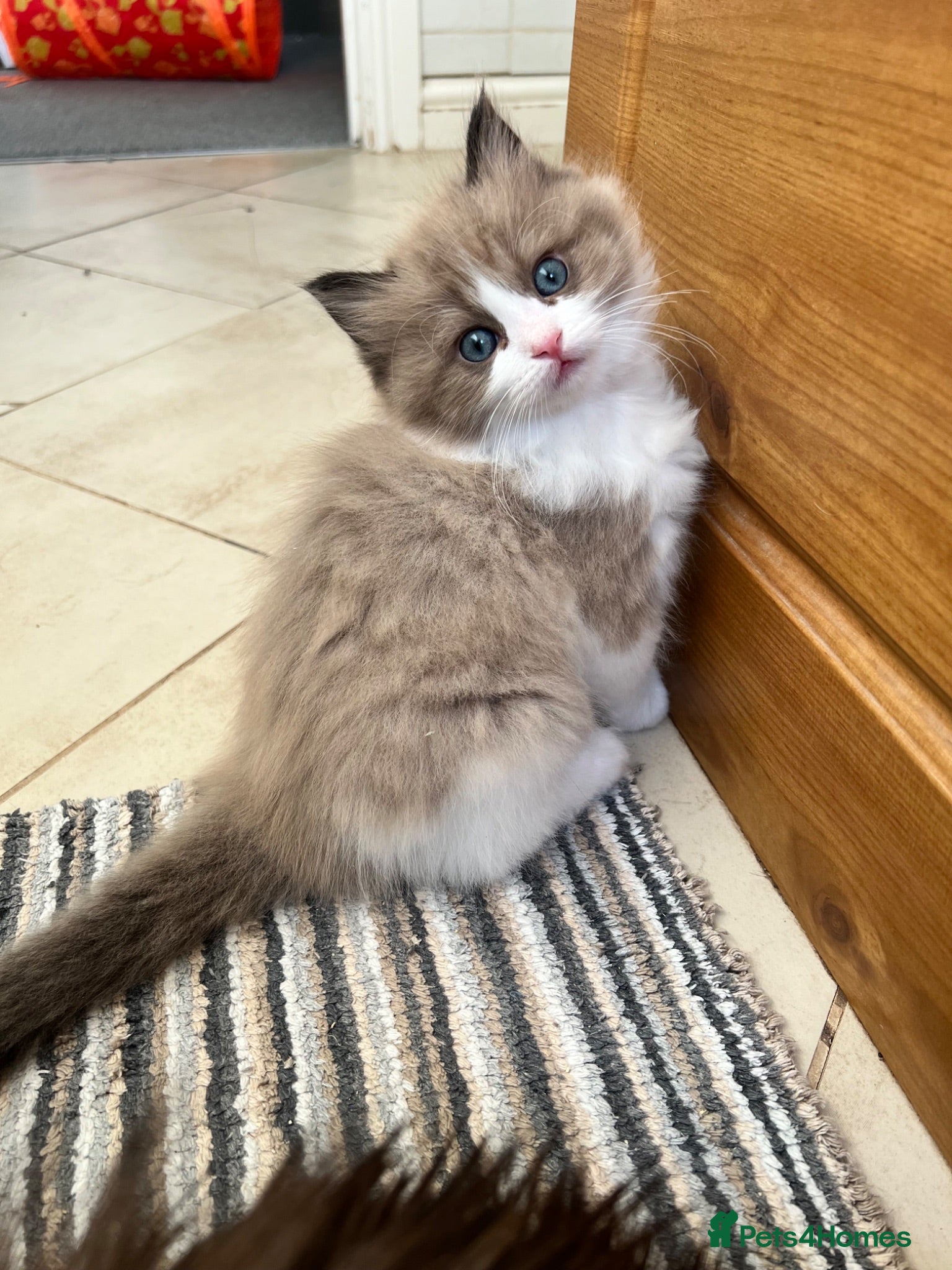 Ragdoll cats CollieKiss Ragdolls – Beautiful TICA Registered - Advert 2