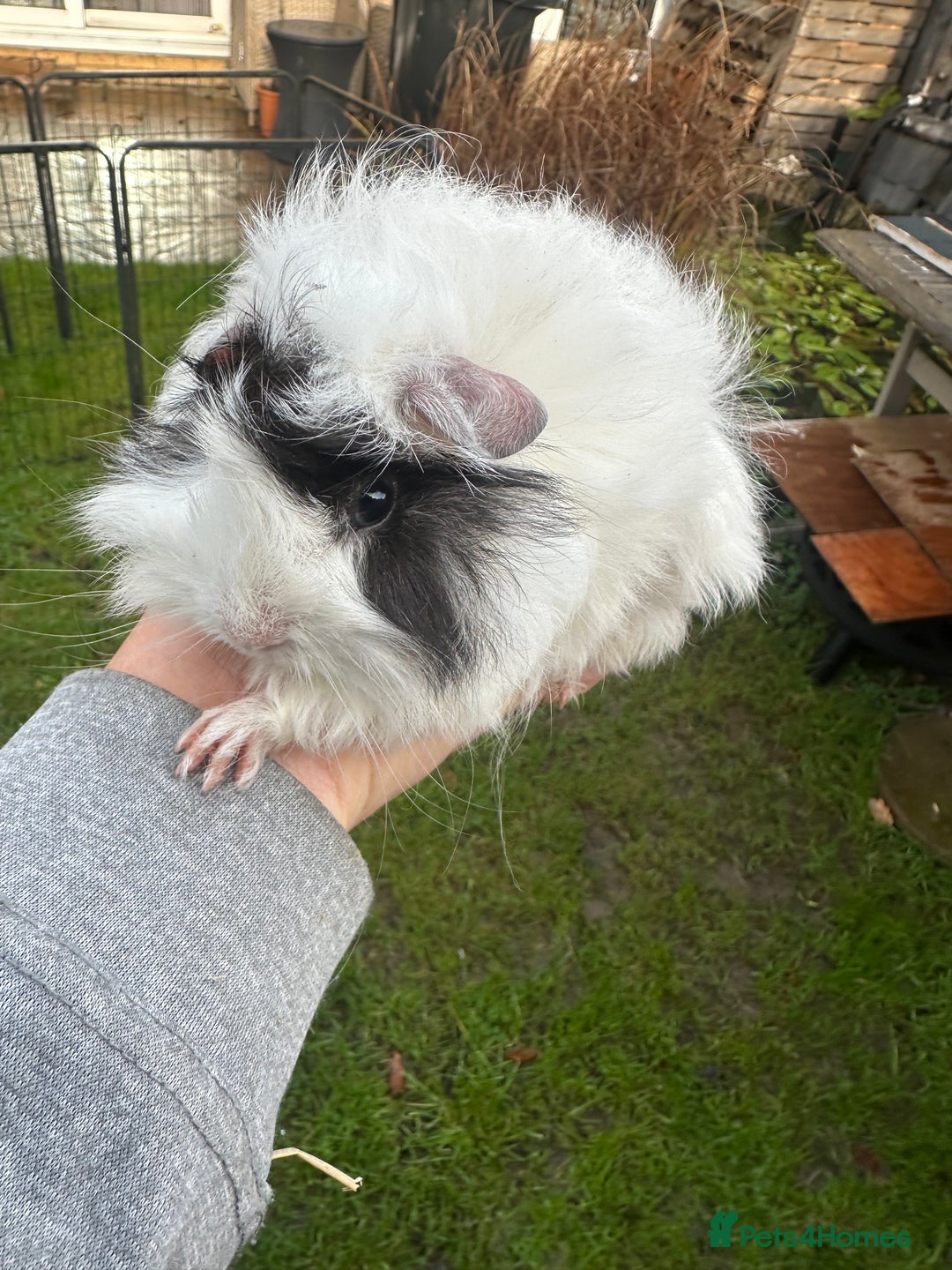 Guinea Pig rodents for sale: Lovely funky haired male guinea pigs. - Advert 11