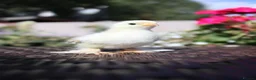 Chickens poultry for sale: Beautiful Pekin Bantam Chicks - Including Frizzle - Advert 5