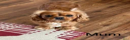 Cavalier King Charles Spaniel dogs for sale: * KC Reg Health Tested Puppies *  - Advert 17