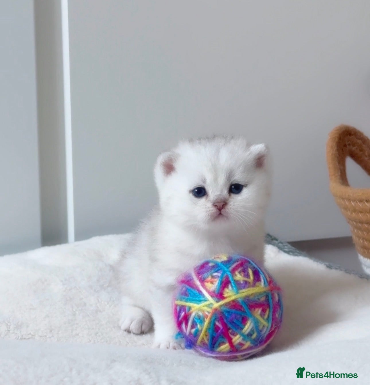 British Shorthair cats British Shorthair kittens - TICA registered - Advert 11