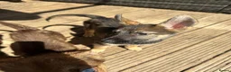 Shepsky dogs for sale: Stunning multi-coloured eyed puppies - Advert 29