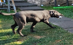 Labrador Retriever dogs for sale: Charcoal Labrador Retriever  - Image 4