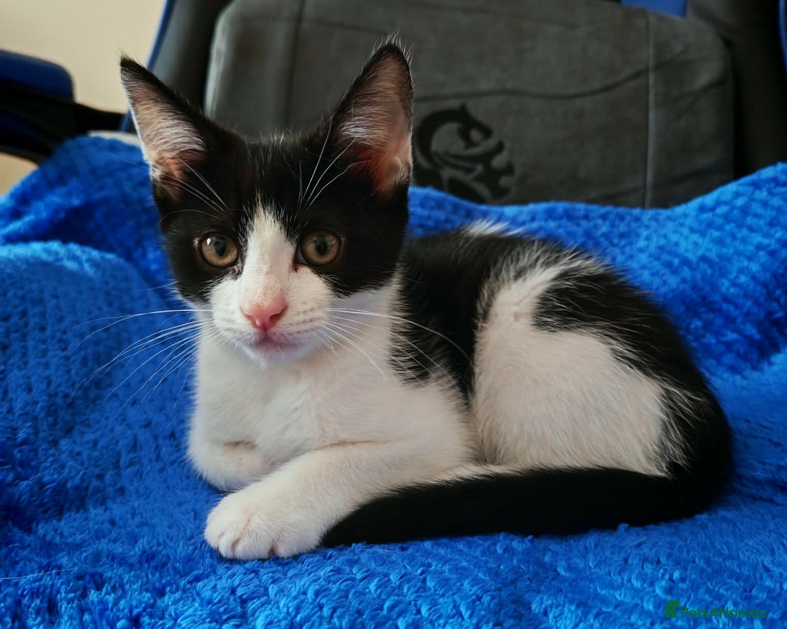 Domestic Shorthair cats 7 beautiful kittens for sale - Advert 21