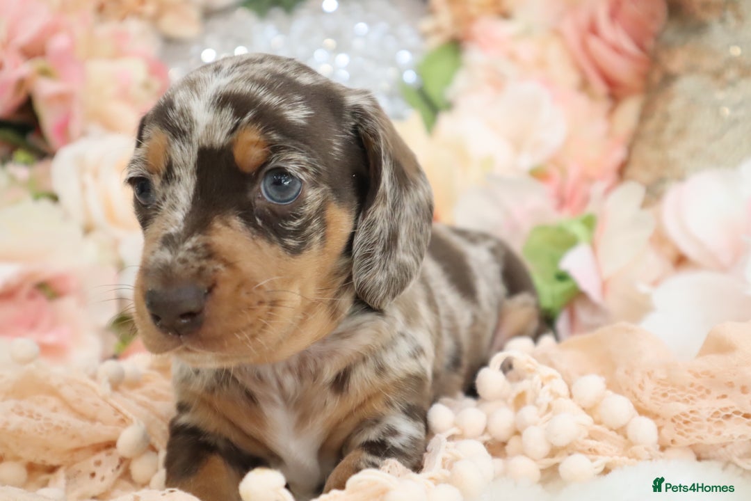 Miniature Dachshund dogs for sale: KC Registered Miniature Dachshund Puppies - Image 2
