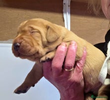 Labrador Retriever dogs - Advert 2