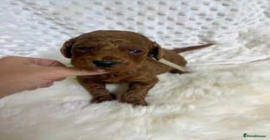 Goldendoodle dogs multigenerational Australian Golden doubledoodles - Advert 3