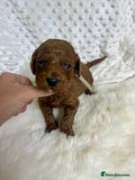 Goldendoodle dogs multigenerational Australian Golden doubledoodles - Advert 7